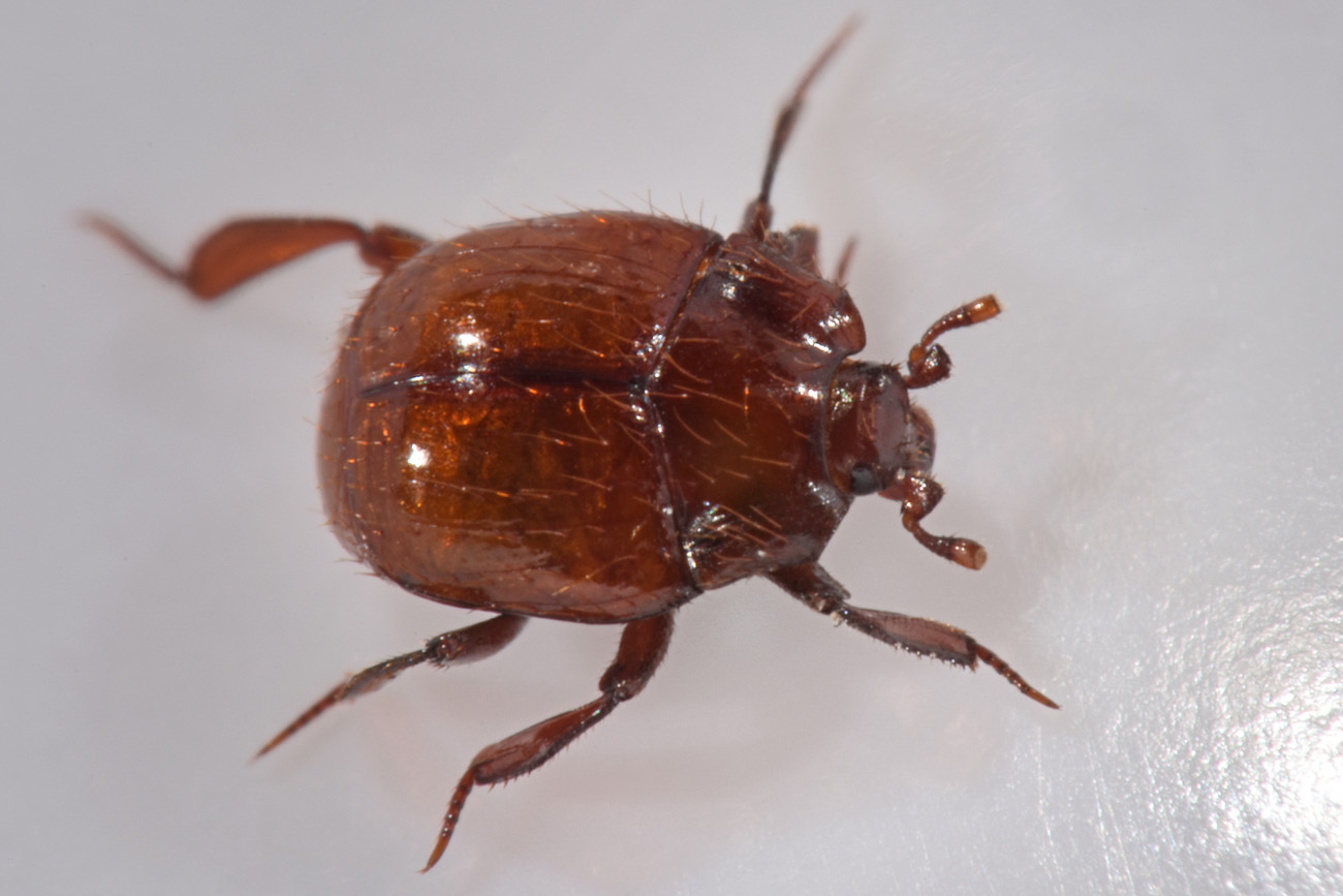 Histeridae: Haeterius ferrugineus? Sì, maschio